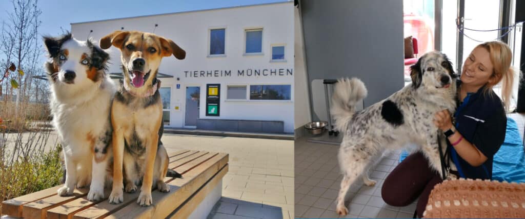 Wie vielen Tieren wird hier jährlich geholfen? Lerne den Tierschutzverein München e. V. und das Tierheim in der bayerischen Landeshauptstadt besser kennen!