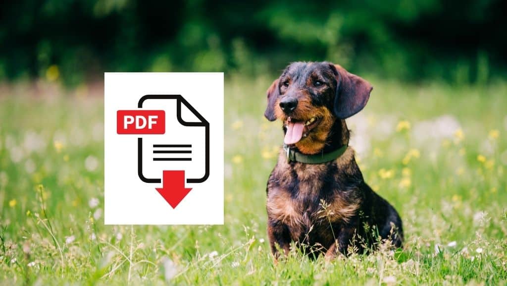 Hundehaut verstehen und schützen
