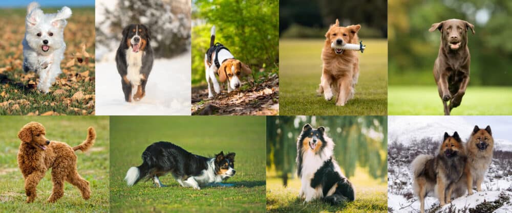 Collage mit Fotos von 9 unterschiedlichen Hunderassen, die Tiere sind alle draußen in der Natur