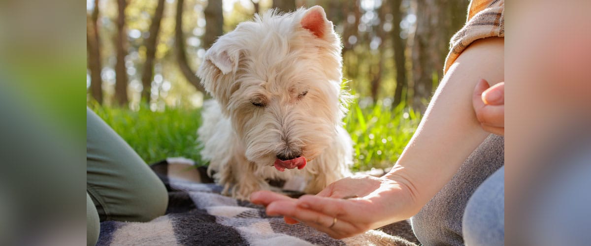 Weißer Terrier und 2 Personen auf Decke im Freien, Handfläche mit Leckerli, Hund schaut und schleckt über seine Nase