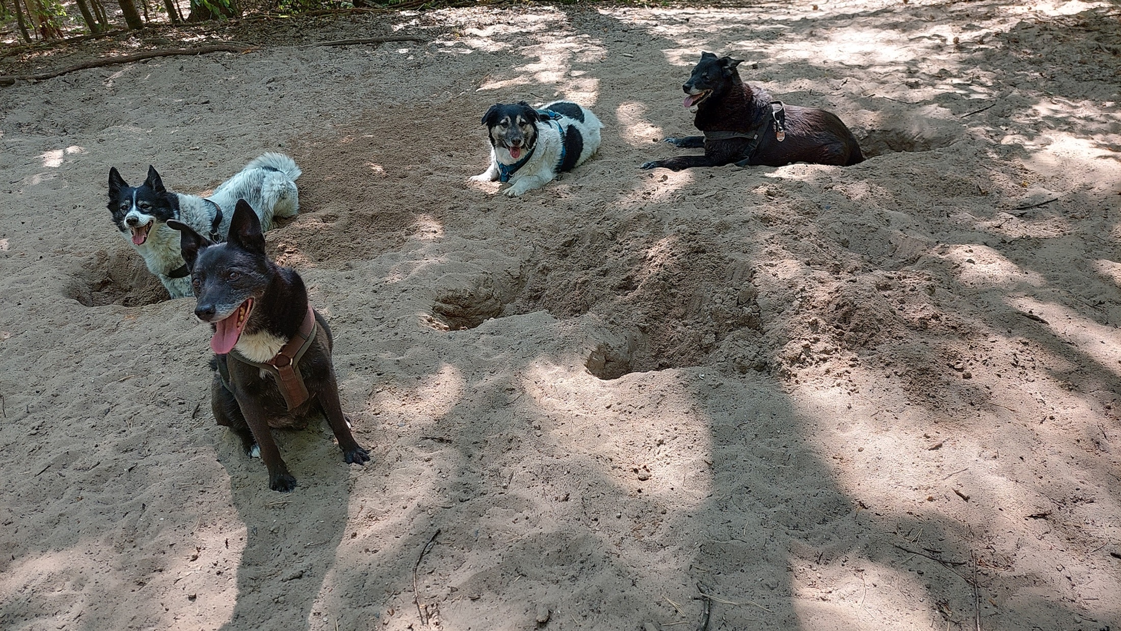 Trixi, Marla, Kimi und Murzyn von Andreas