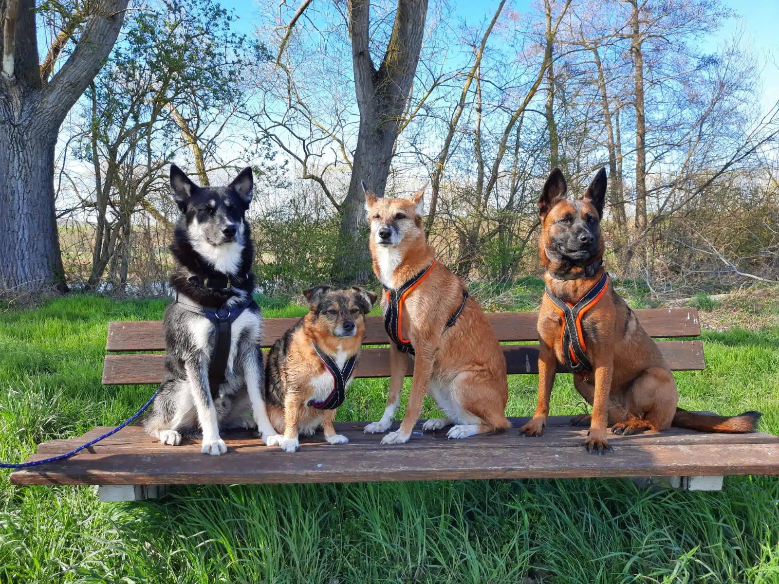 Sie heißen Mhora, Toffi und Lady und Kai-Mailo (Pflegehund) von Anke