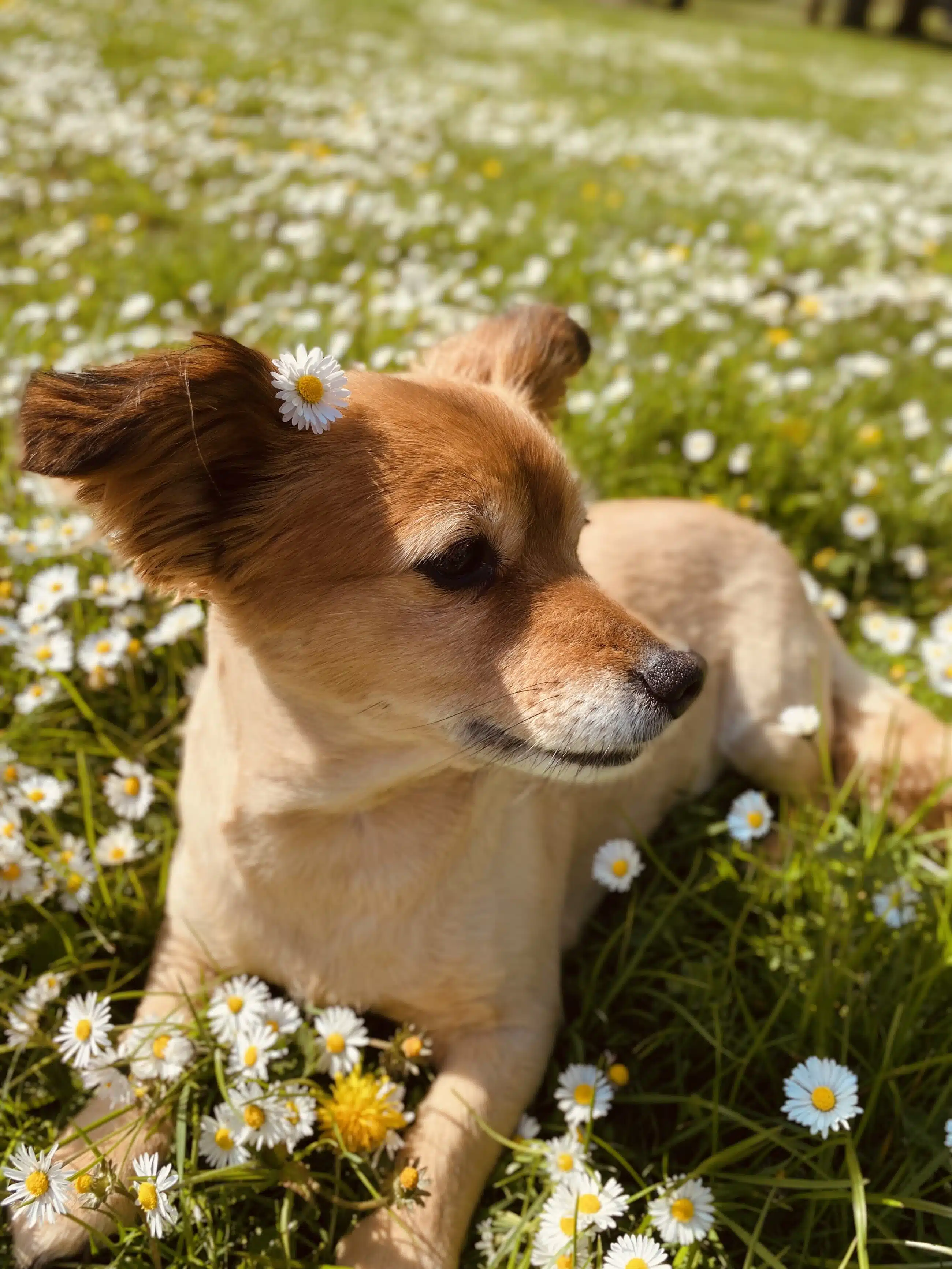 Bella (heute) / im Tierschutz Greta von Jennifer