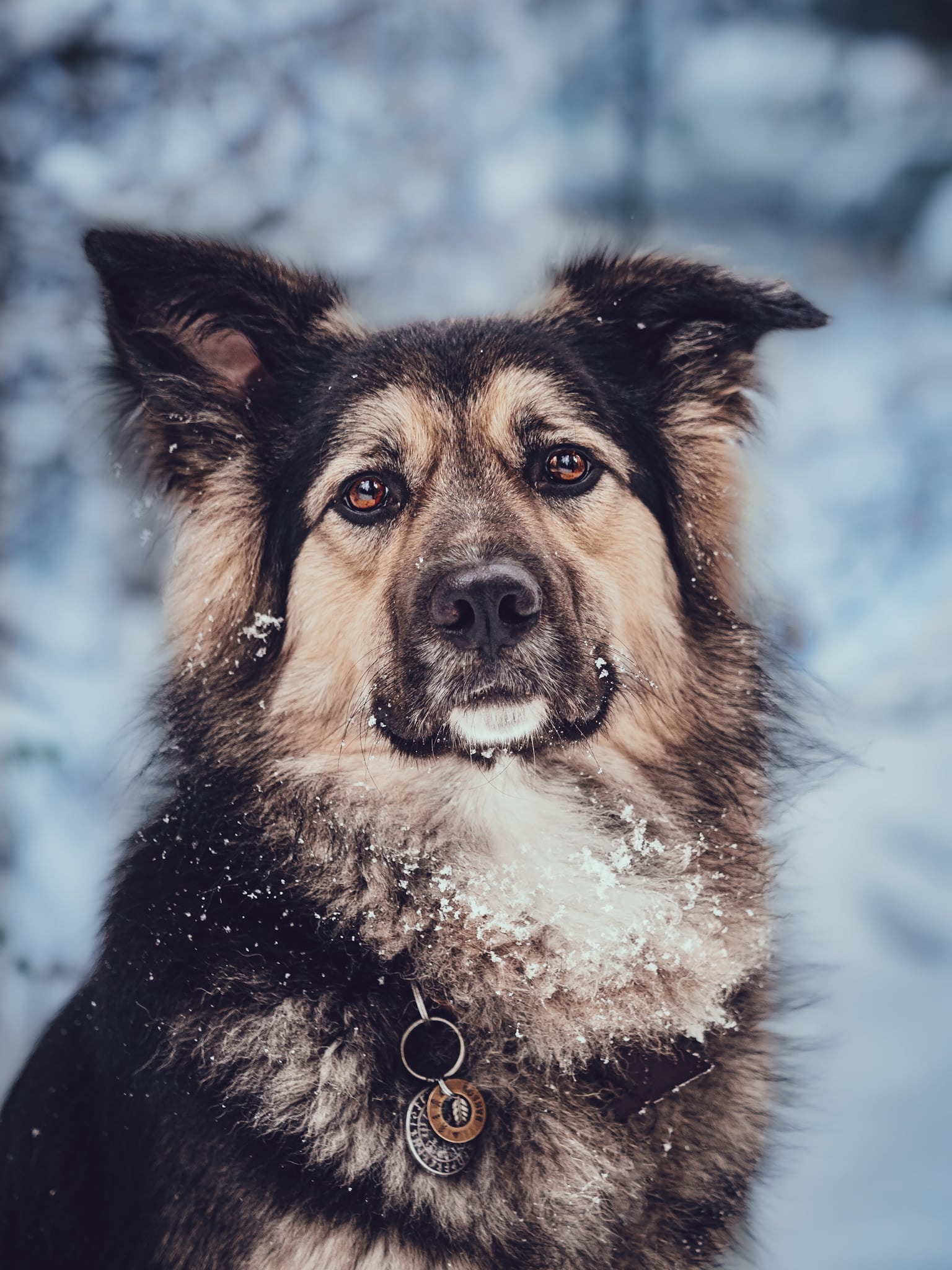 Samson von Vera