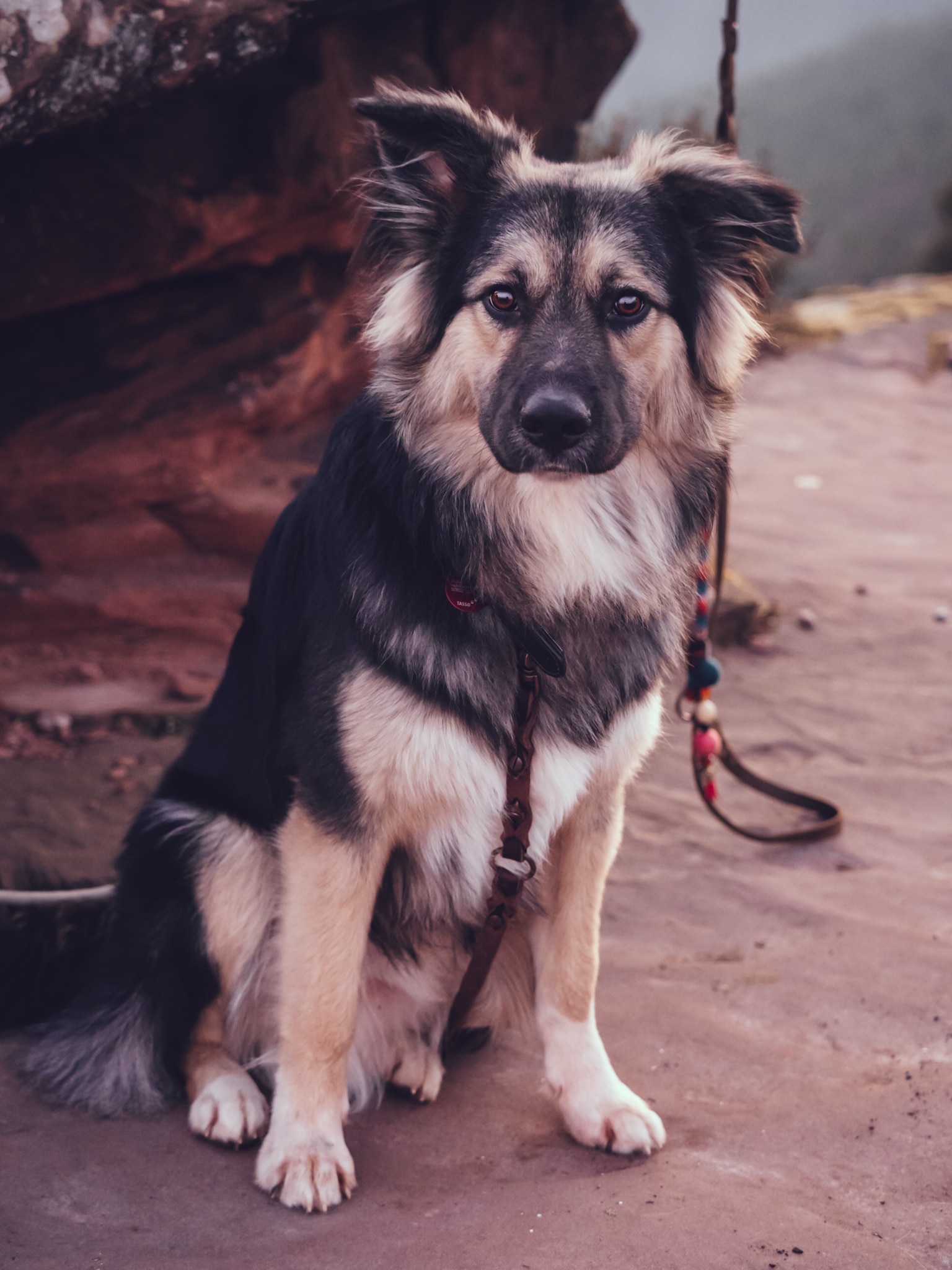 Samson von Vera