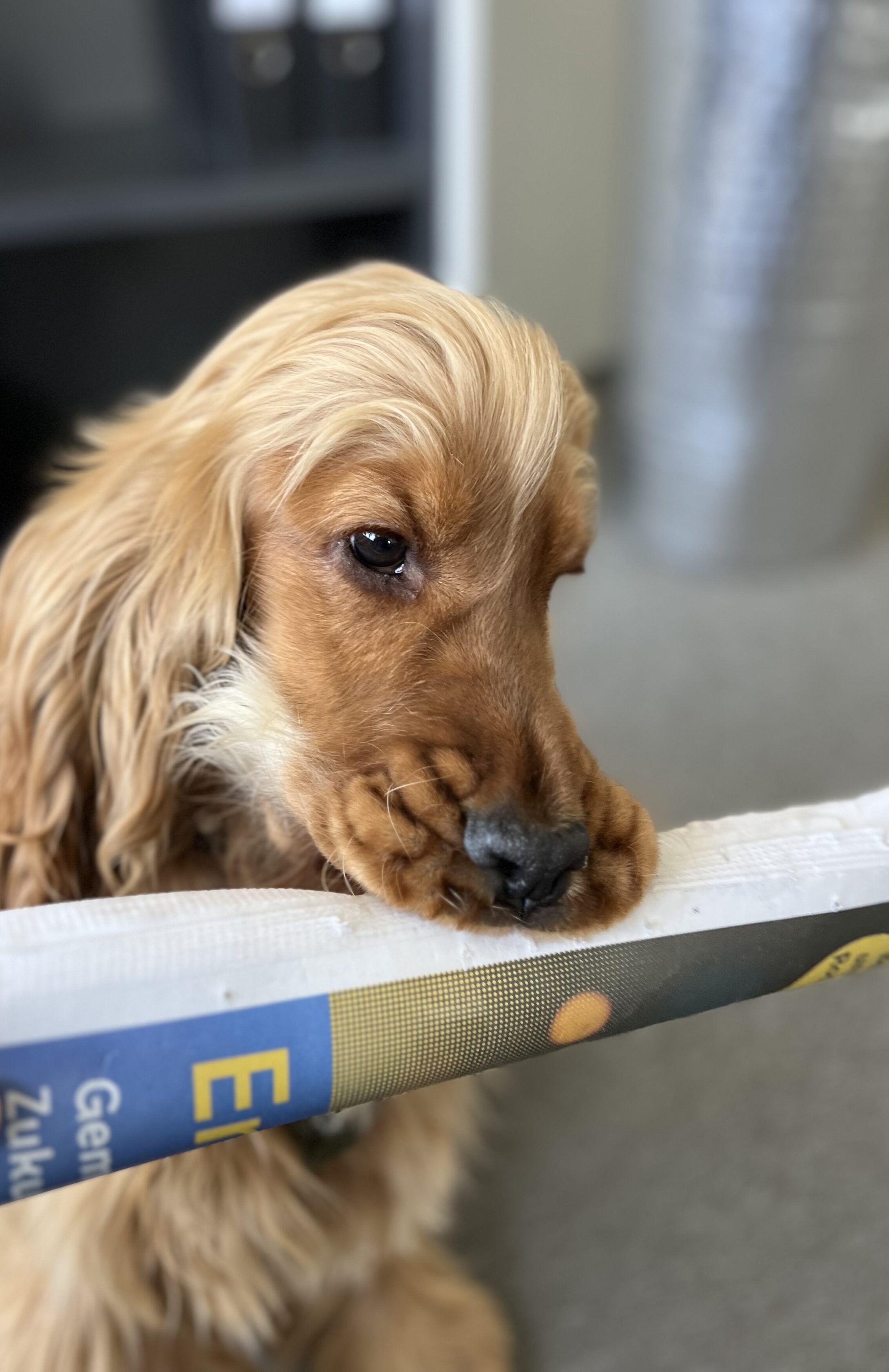 Murphy von Bettina