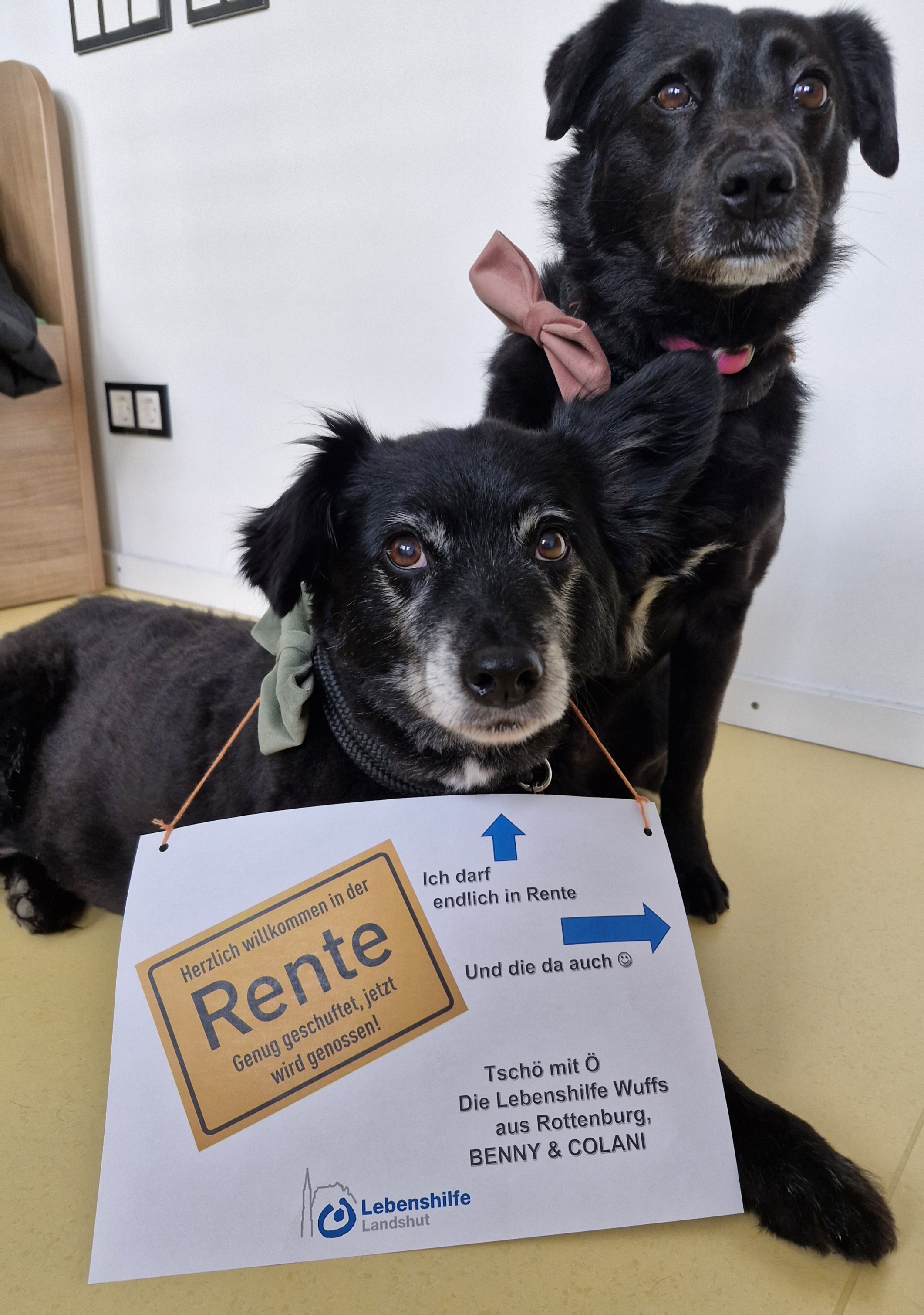 Benny und Colani von Daniela