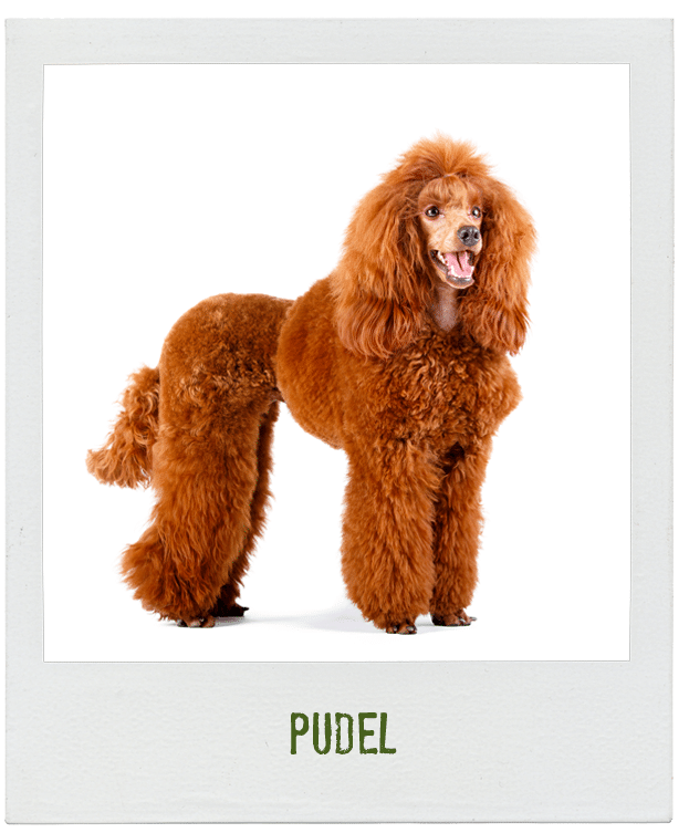 Pudel Der Hund