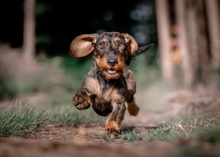 Dackel » DER HUND