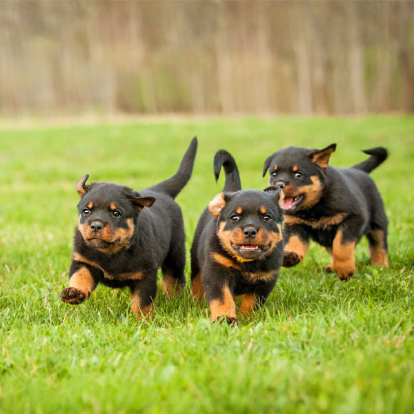Drei Rottweiler-Welpen laufen gemeinsam über eine grüne Wiese