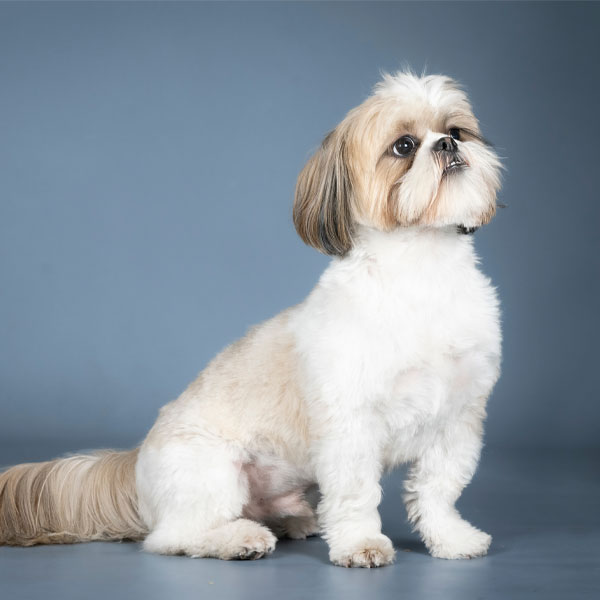 Kurz geschorener hellbeiger Shih Tzu sitzt im Studio vor grauem Hintergrund