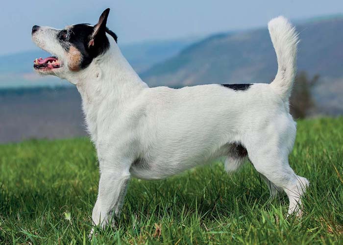Jack Russell Terrier » DER HUND Parson Russell Terrier » VDH Rasselexikon 2020